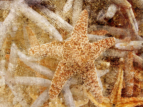 Essay on starfish