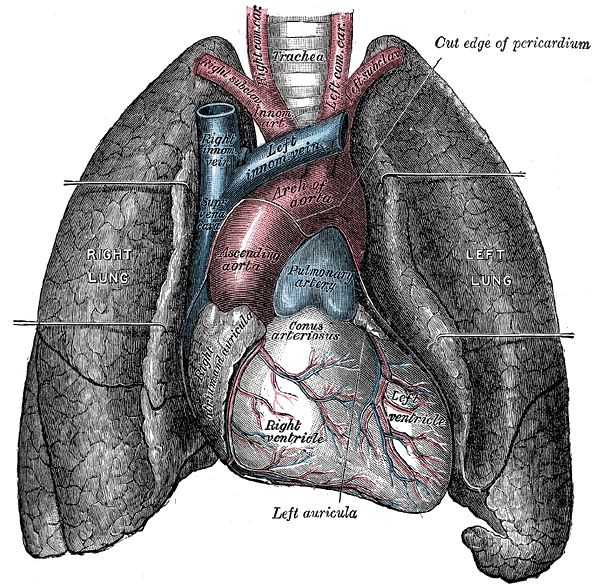 Horses, respiratory system, excretory system, curcularatory system