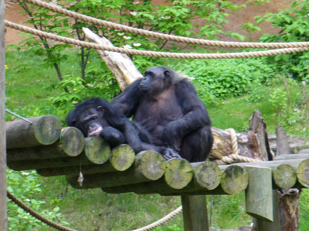 Journal review dim forest bright chimps author boesch chri