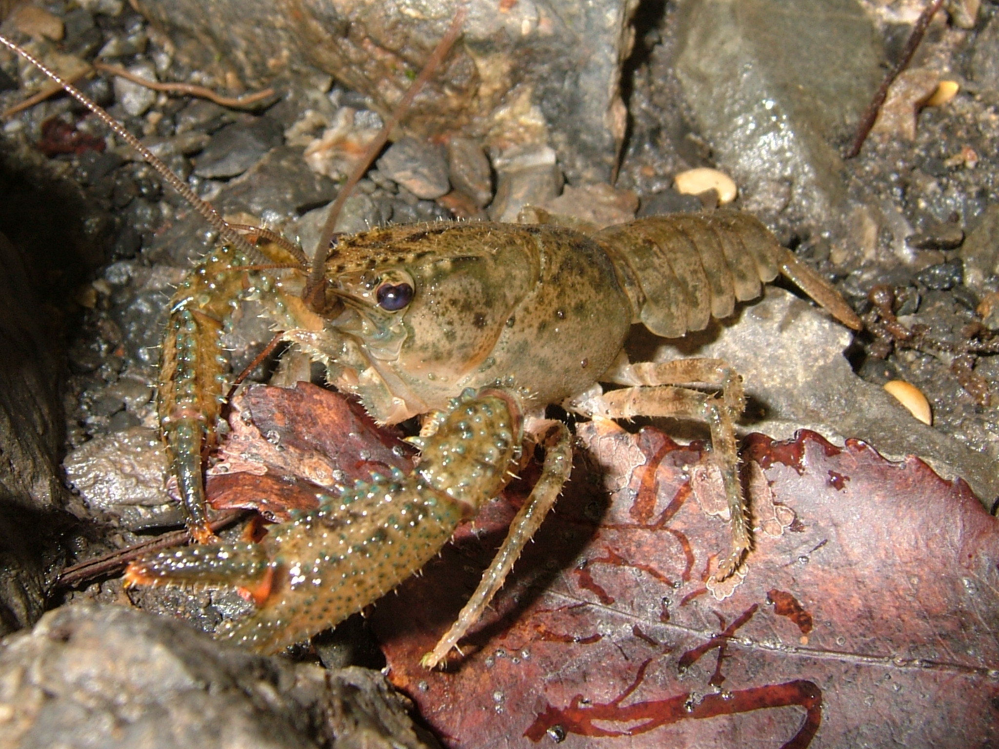Crayfish, The A complete classification, habitat, predator and prey