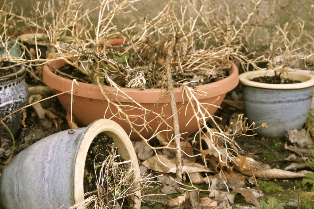 dead-plant-pots.jpg
