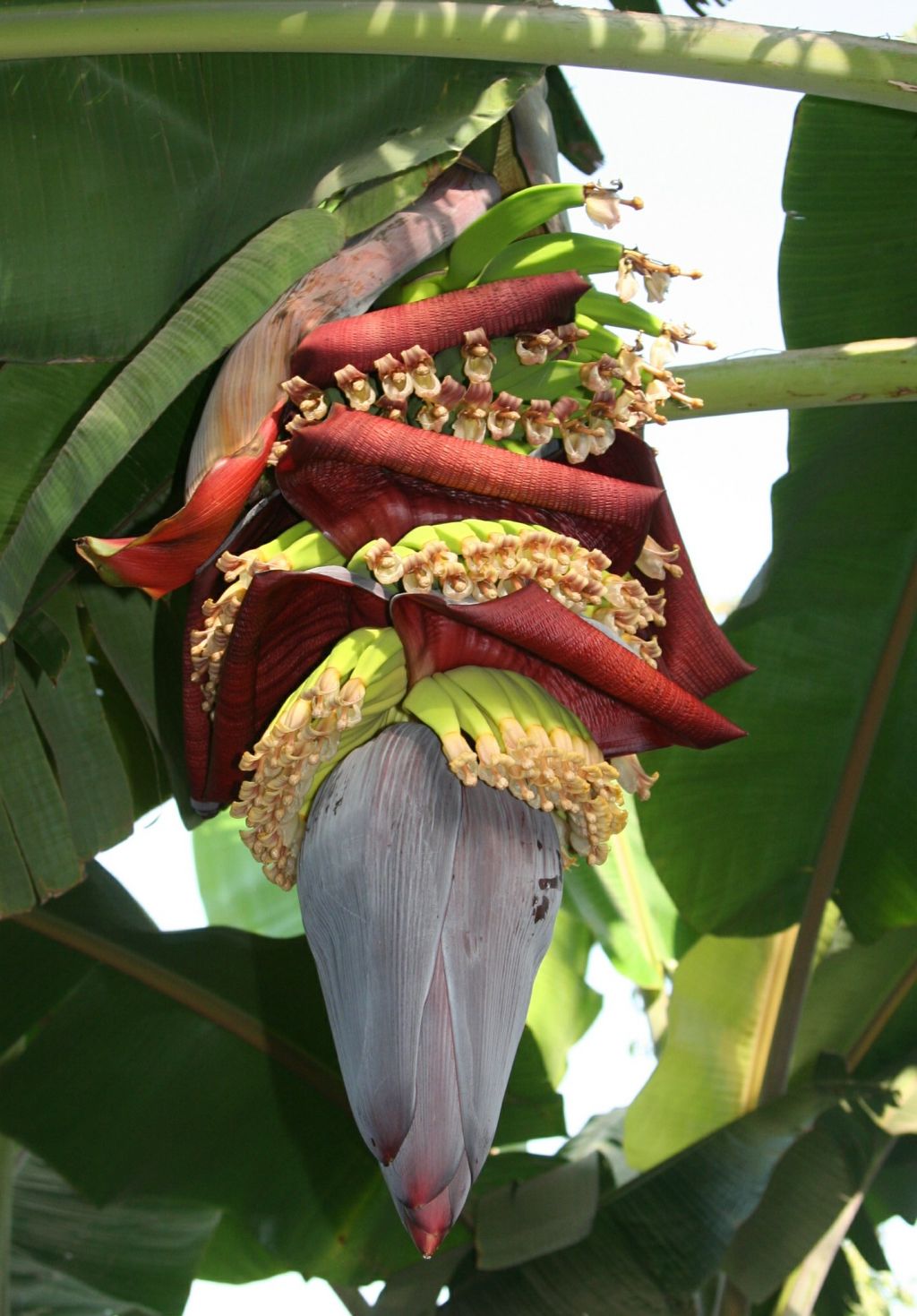 ﻿Waste banana plant (Musa sp.) Trunks as an Alternative source of pulp for paper making Essay