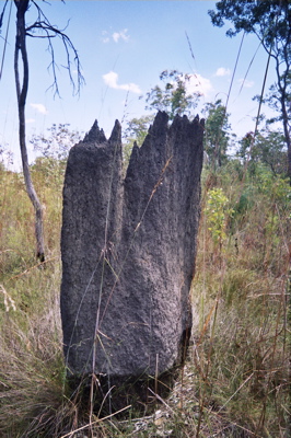 Mahogany Seed as a Termiticide to Kill Termites