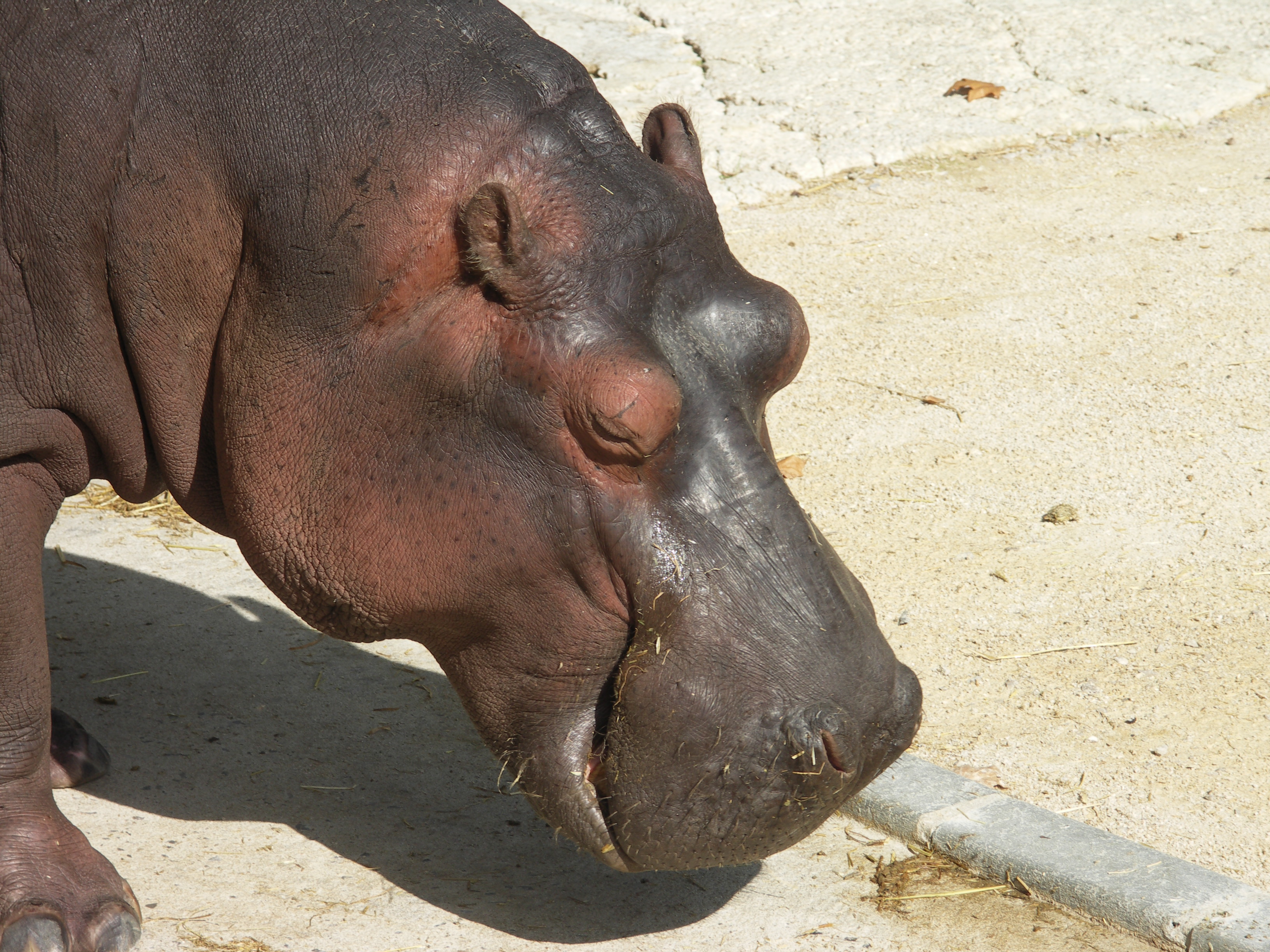 Реферат: Hippopotamus Endangered Species Report Essay Research Paper