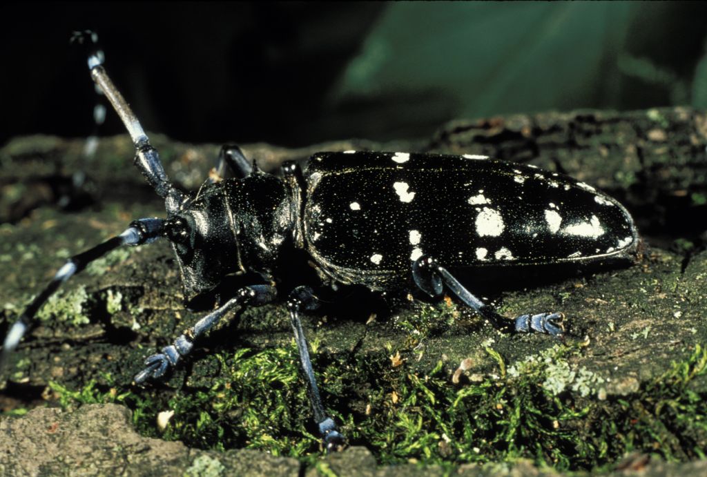 longhorned beetles predators Asian