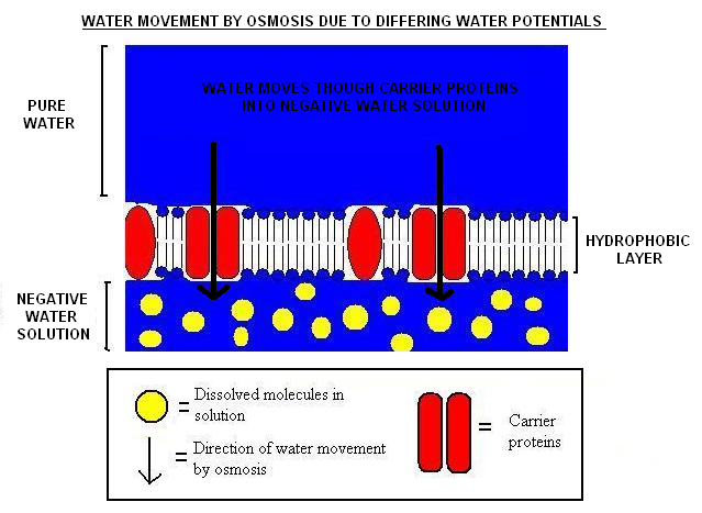 water potential as biology