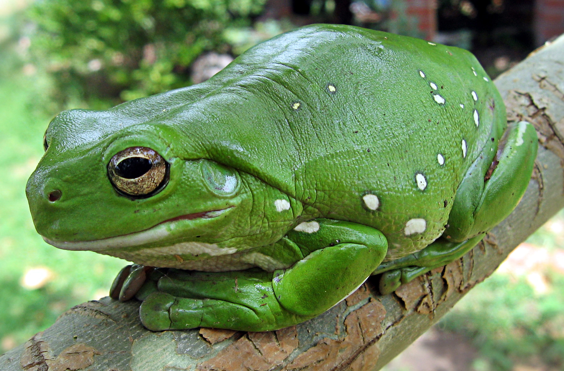 australian-green-tree-frog.jpg