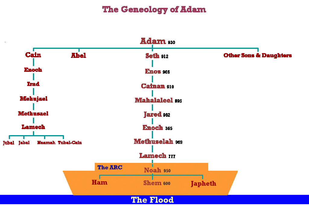 Adam And Family Chart