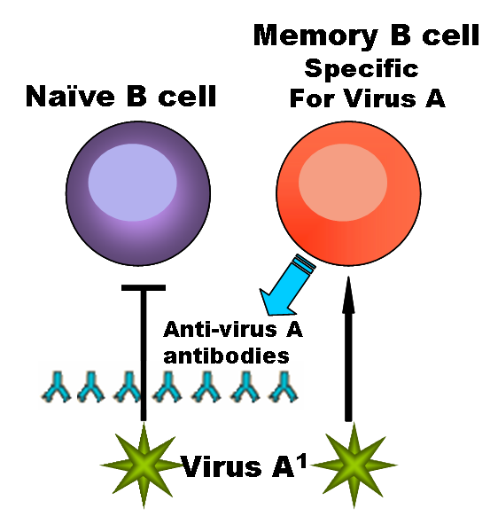 Description of the five types of antibodies generated by the humoral
