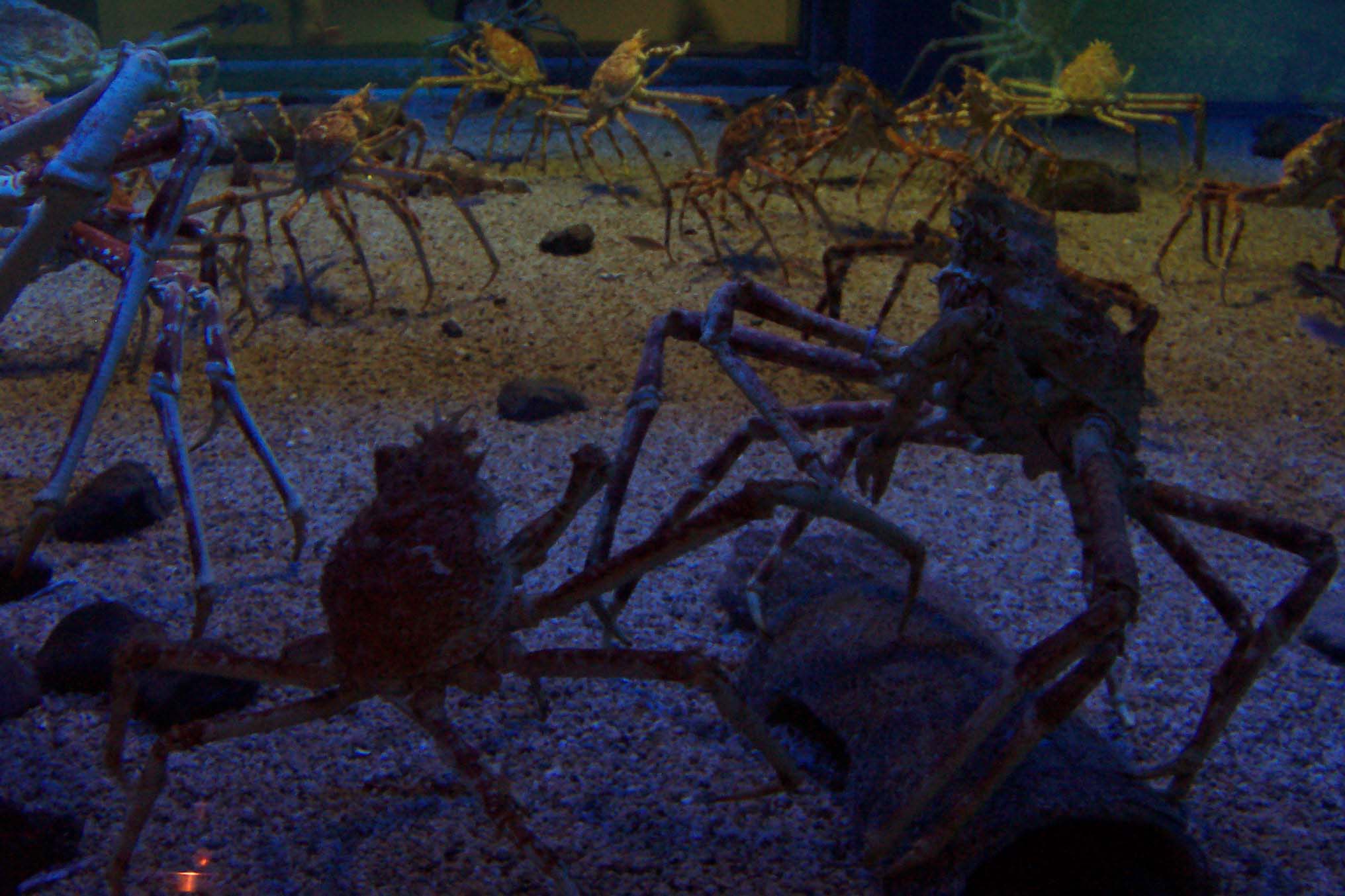 World S Largest Crustacean Giant Spider Crab Writework