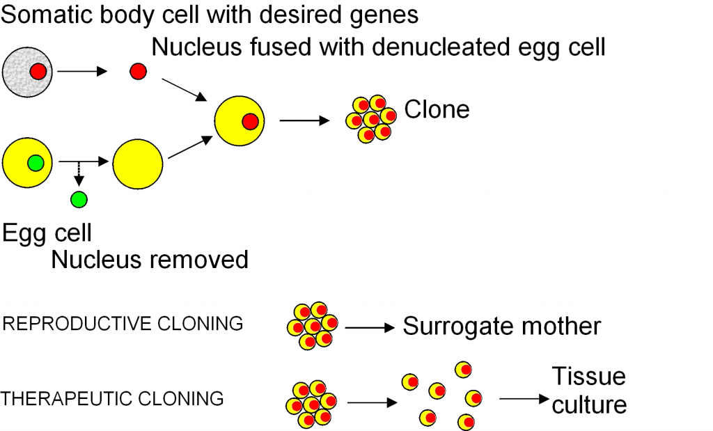 what are the advantages and disadvantages of cloning