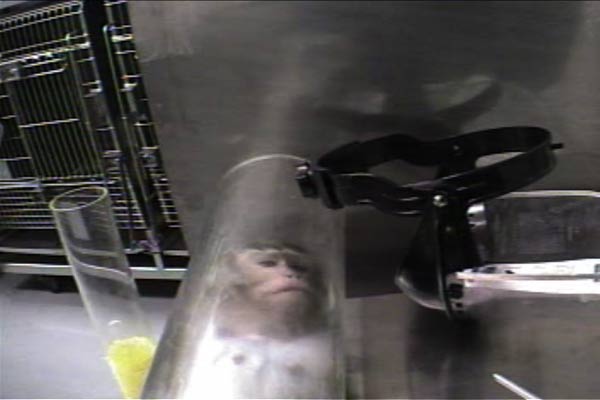 Animal Testing - Necessary or Barbaric and Wrong? - Discursive Essay. -  WriteWork