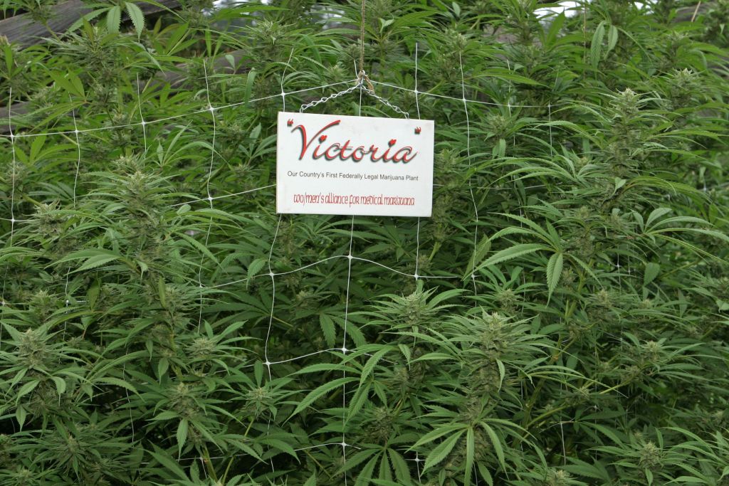 Реферат: Should Marijuana Be Legalized For Medical Purposes