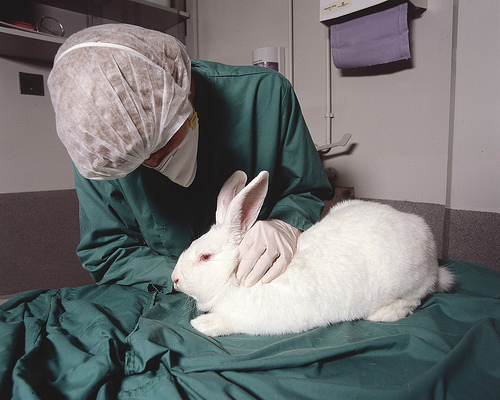 Animal testing is unethical and should be regulated. - WriteWork